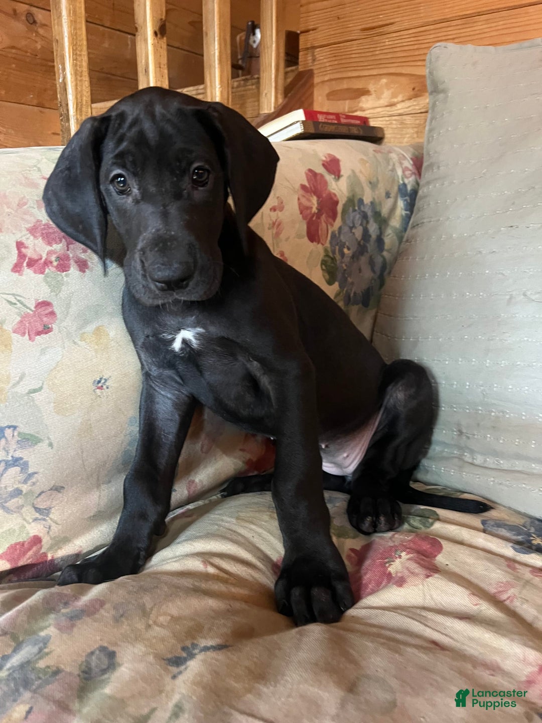 Great Dane dogs for sale: Darla - Image 5