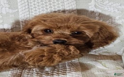 Cavapoo dogs for sale: Latte - Image 6