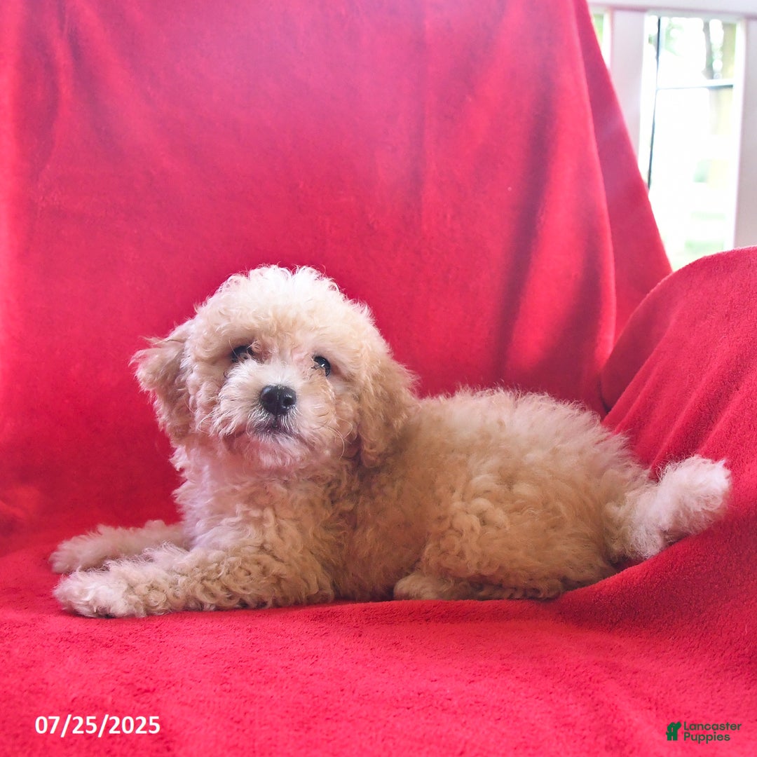 Bichpoo dogs for sale: Sally - Image 1