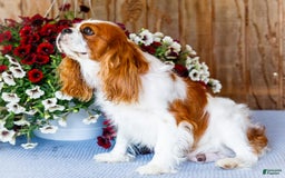 Cavalier King Charles Spaniel dogs for sale: Nicky - Image 18