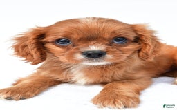 Cavalier King Charles Spaniel dogs for sale: Turbo - Image 4