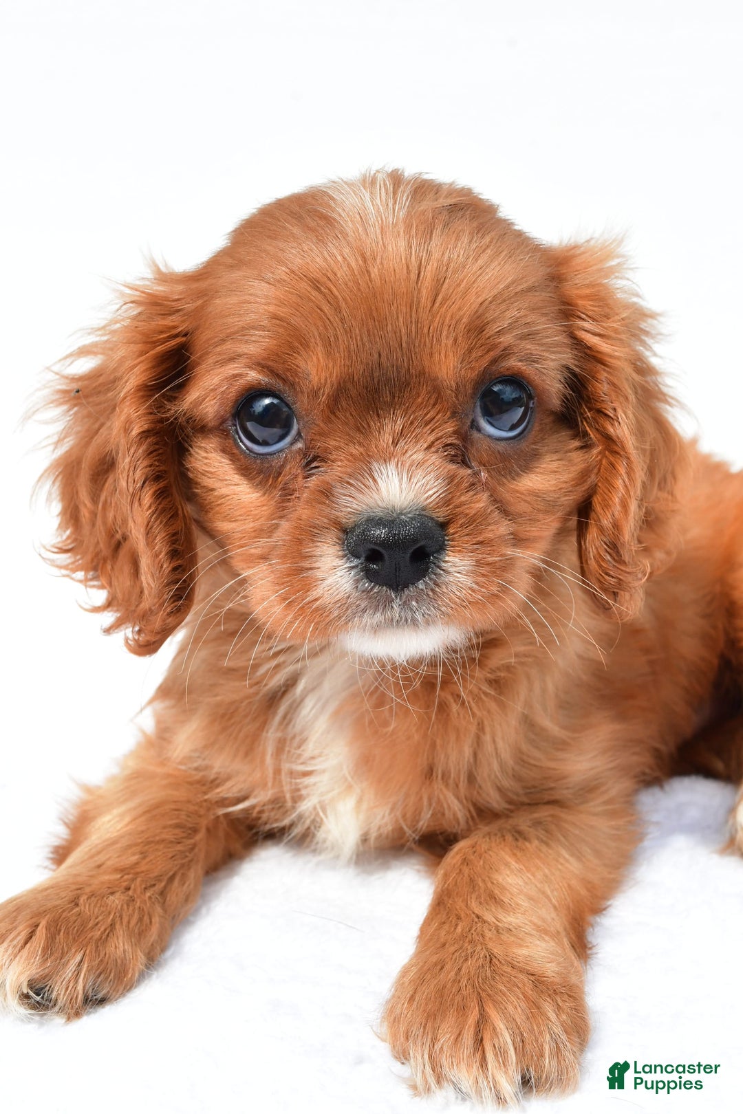 Cavalier King Charles Spaniel dogs for sale: Turbo - Image 4