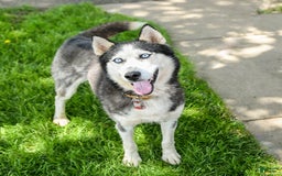 Siberian Husky dogs for sale: Beth - Image 7