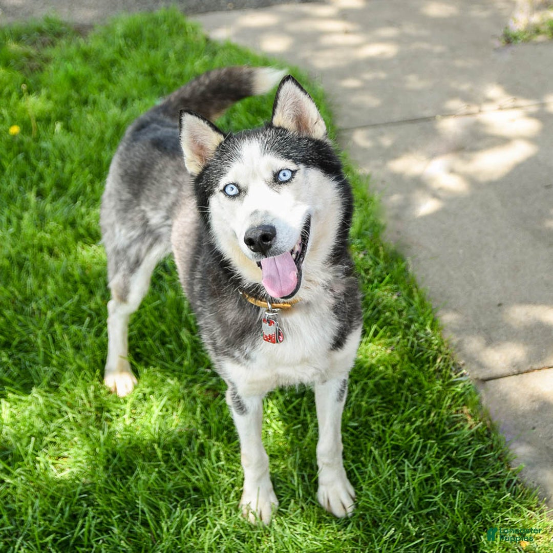 Siberian Husky dogs for sale: Beth - Image 7