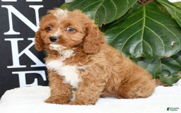 Cavapoo dogs for sale: Ernesto - Image 12