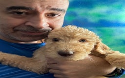 Goldendoodle dogs for sale: Luna - Image 29