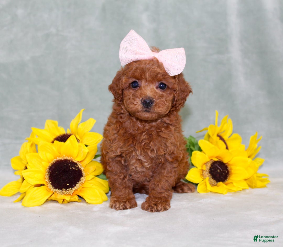 Miniature Poodle dogs for sale: Val - Image 2