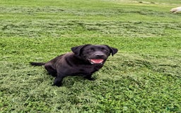 Labrador Retriever dogs for sale: Gracie - Image 6