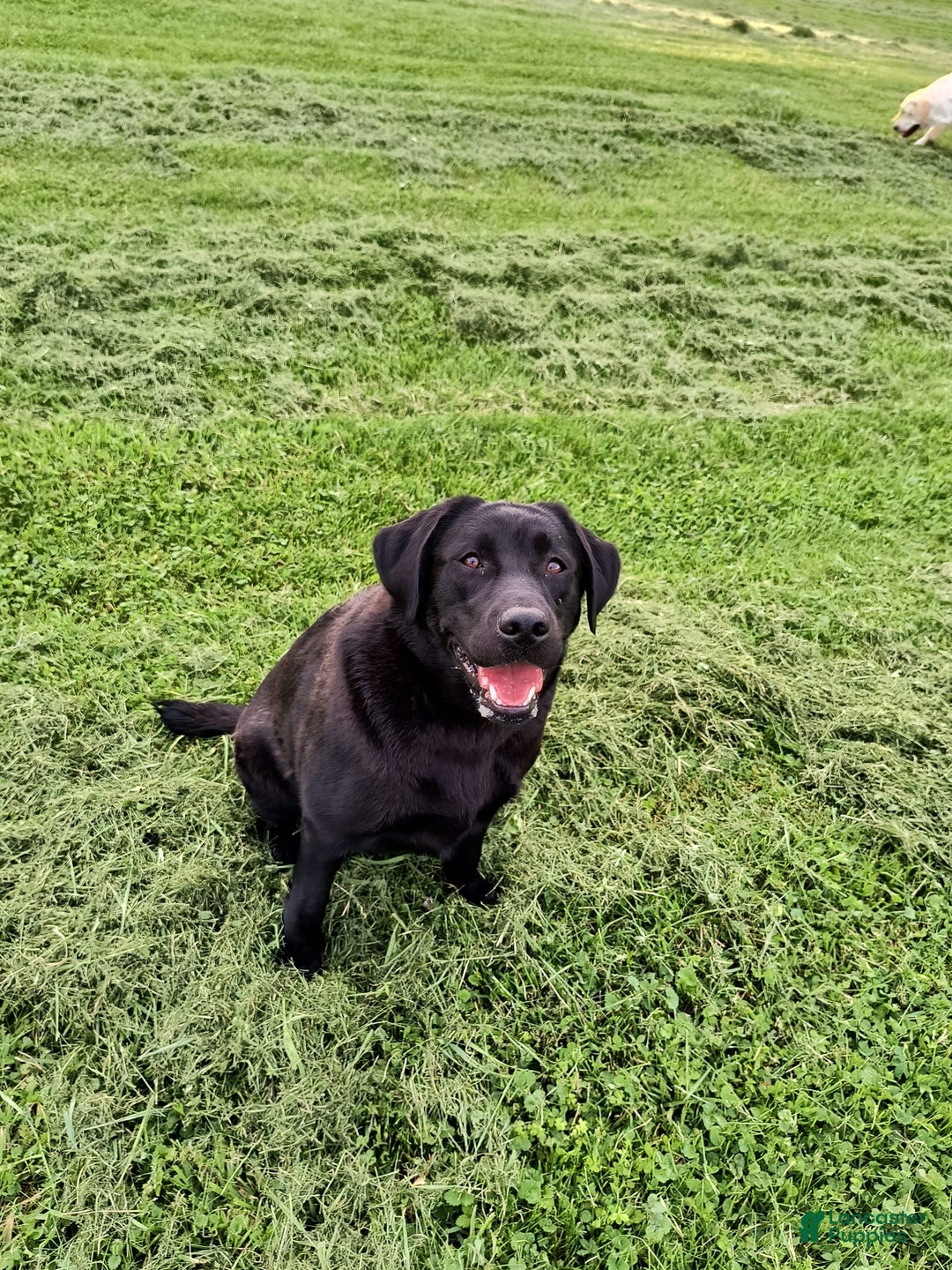 Labrador Retriever dogs for sale: Gracie - Image 6
