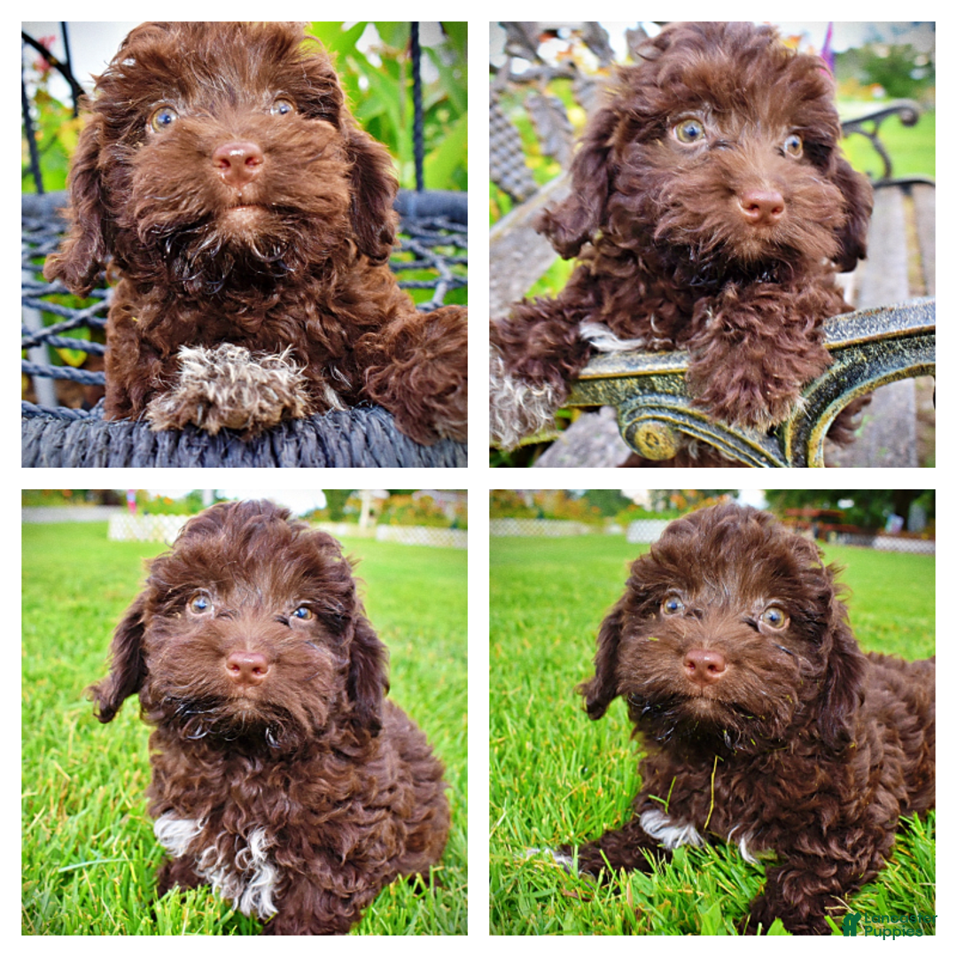 Havapoo dogs for sale: Boomer - Image 1