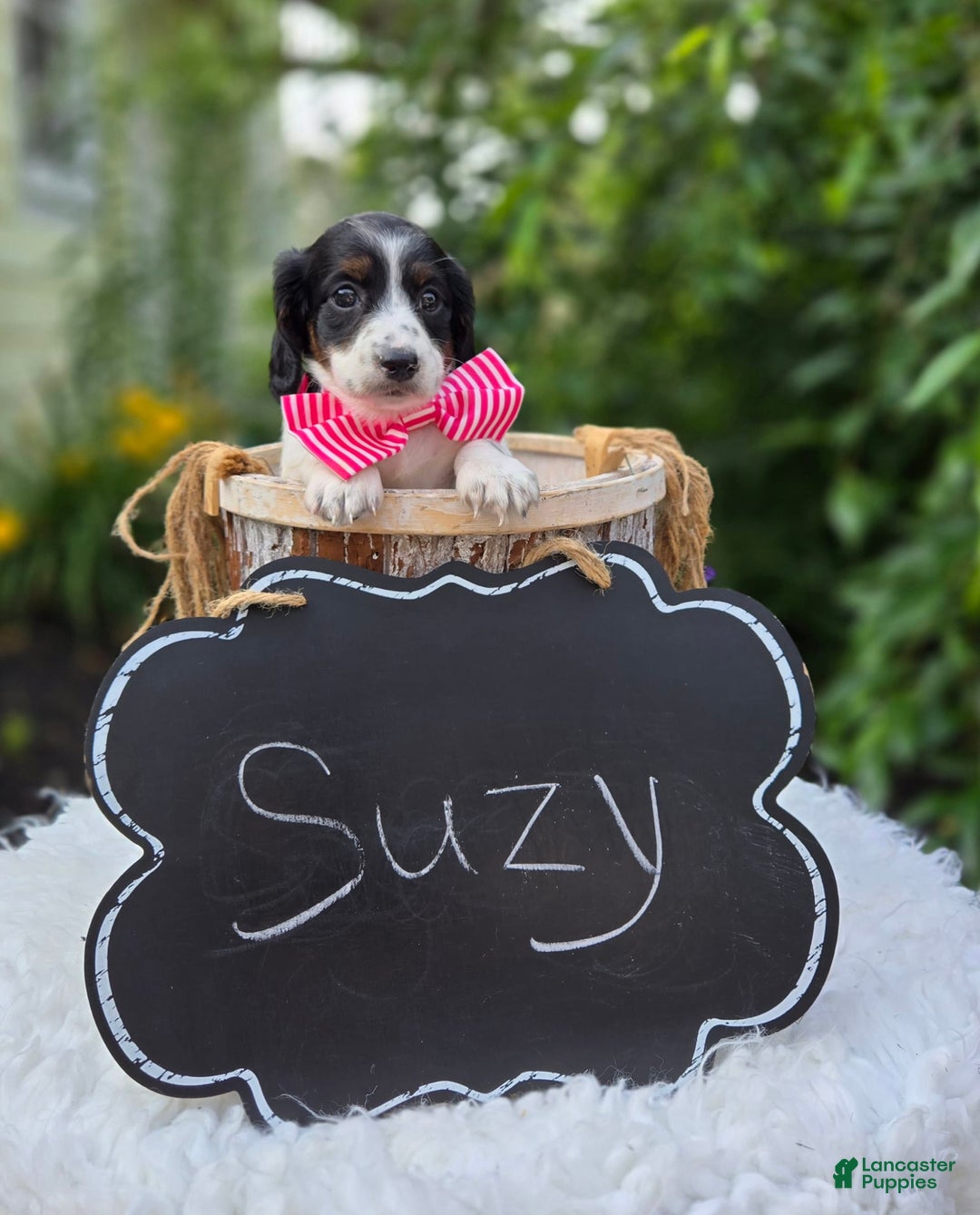 Miniature Dachshund dogs for sale: Suzy - Image 3