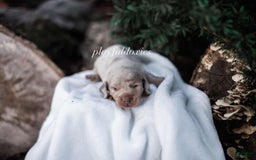 Miniature Dachshund dogs for sale: Isabella Dapple Boy - Image 5