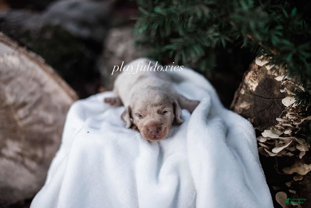 Miniature Dachshund dogs for sale: Isabella Dapple Boy - Image 5