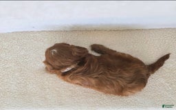Cavapoo dogs for sale: Bruce - Image 2