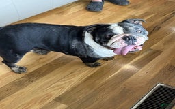English Bulldog dogs for sale: Zoey - Image 5