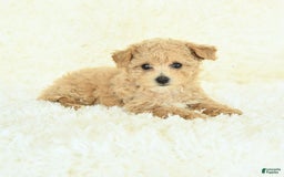 Bichpoo dogs for sale: Cakepop - Image 4