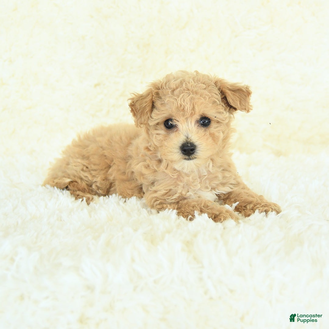 Bichpoo dogs for sale: Cakepop - Image 4
