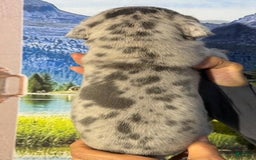 Great Dane dogs for sale: Lilly - Merle - Image 6