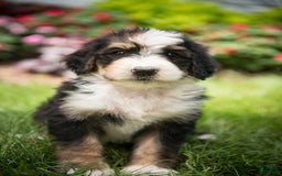 Bernedoodle dogs for sale: Bubbles - Image 4