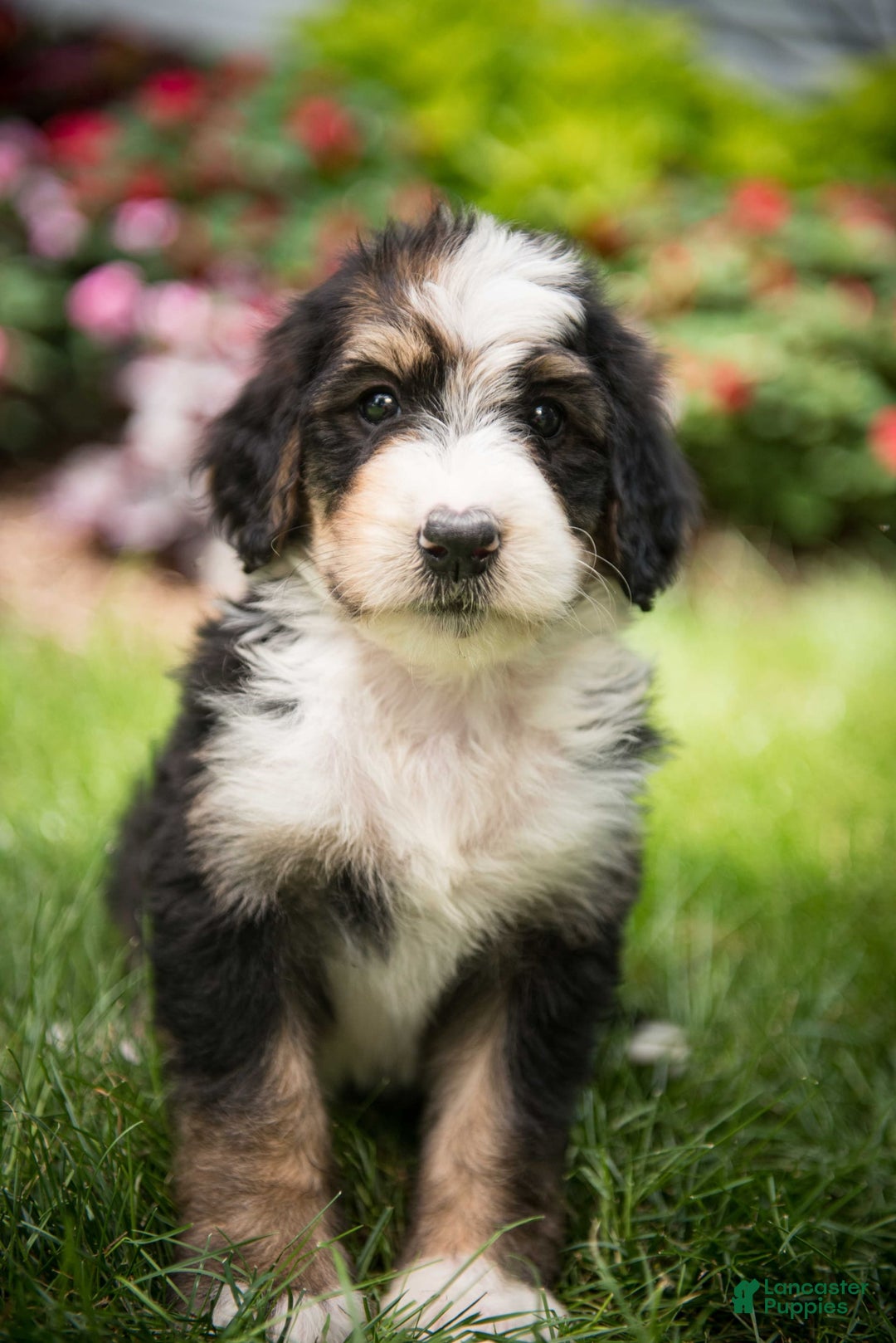 Bernedoodle dogs for sale: Bubbles - Image 4