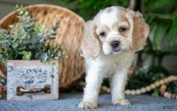 Cocker Spaniel dogs for sale: Daffodil - Image 3
