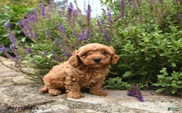 Cavapoo dogs for sale: Roman - Image 5