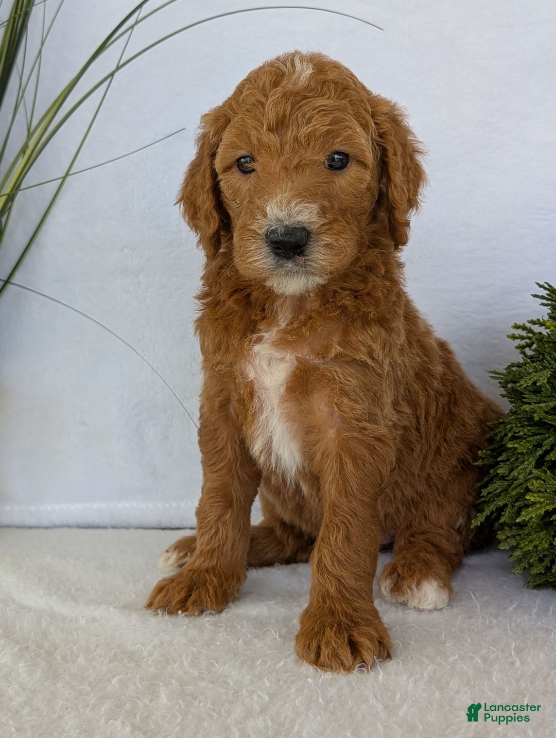 Goldendoodle dogs for sale: Zoey - Image 15