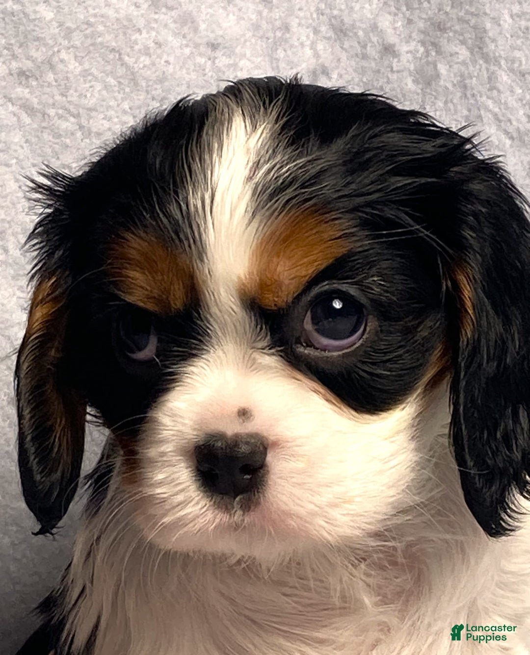 Cavalier King Charles Spaniel dogs for sale: Abby - Image 11