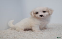 Maltipoo dogs for sale: Timothy - Image 13