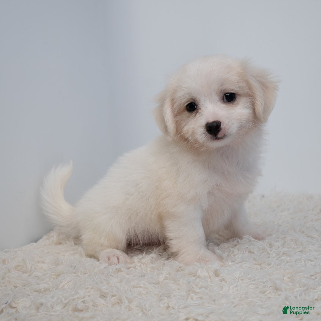 Maltipoo dogs for sale: Timothy - Image 13