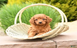Cockapoo dogs for sale: Evan - Image 6