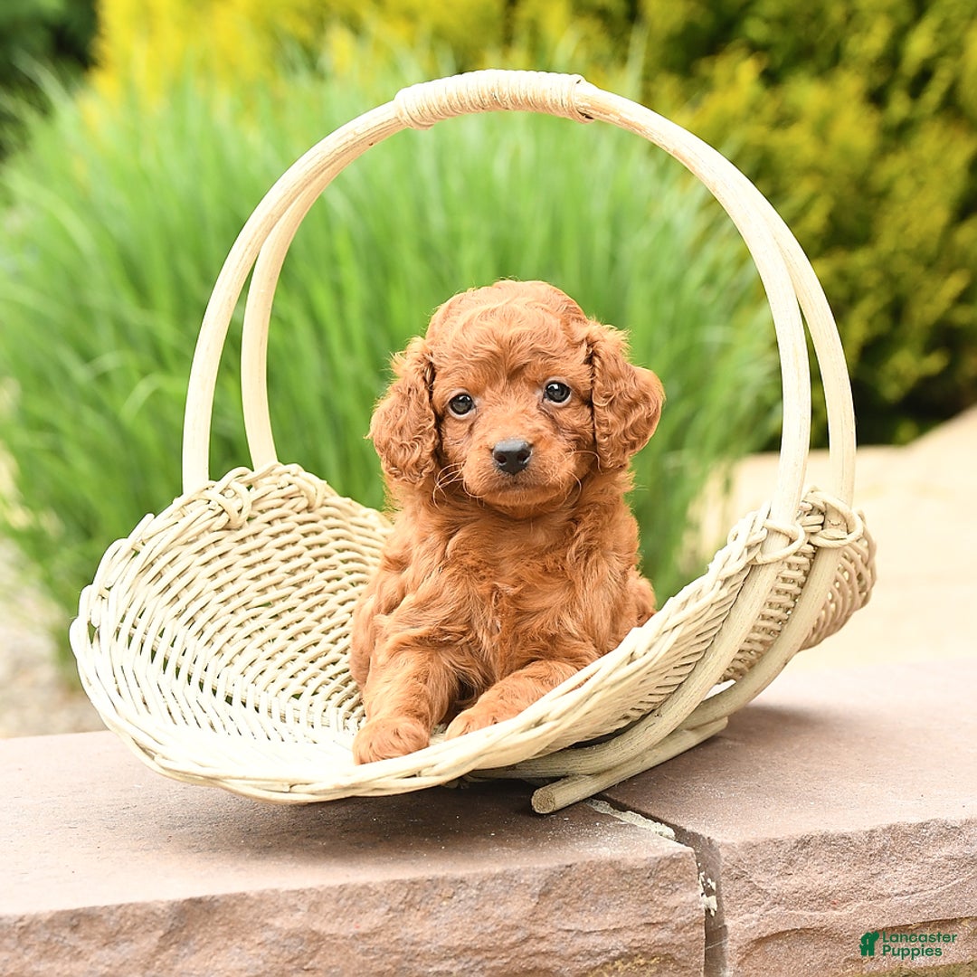 Cockapoo dogs for sale: Evan - Image 6