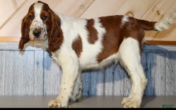 Welsh Springer Spaniel dogs for sale: Male Puppy - Image 3
