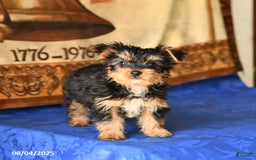 Yorkshire Terrier dogs for sale: Freddie - Image 5