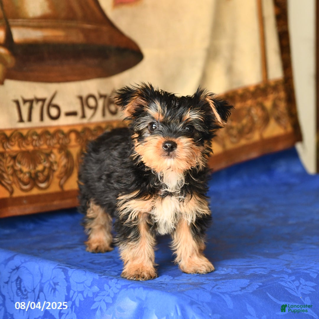 Yorkshire Terrier dogs for sale: Freddie - Image 5
