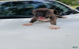 American Pit Bull Terrier dogs for sale: Guage - Image 7