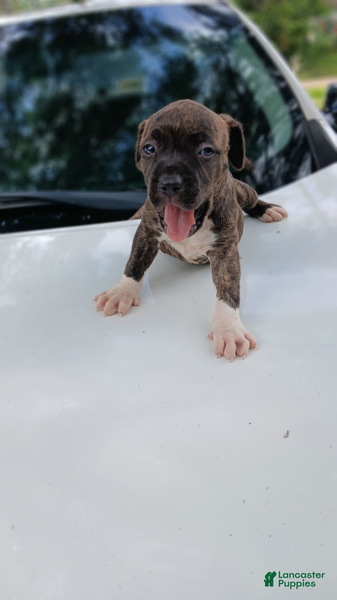 American Pit Bull Terrier dogs for sale: Guage - Image 7