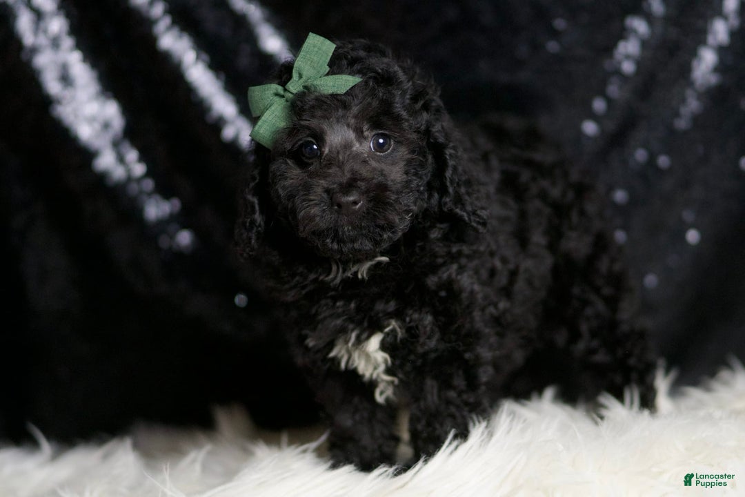 Miniature Poodle dogs for sale: Arnie - Image 3