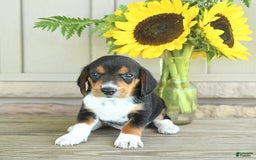 Beagle dogs for sale: Toto - Image 8
