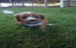 Cavapoo dogs for sale: Toodles - Image 6