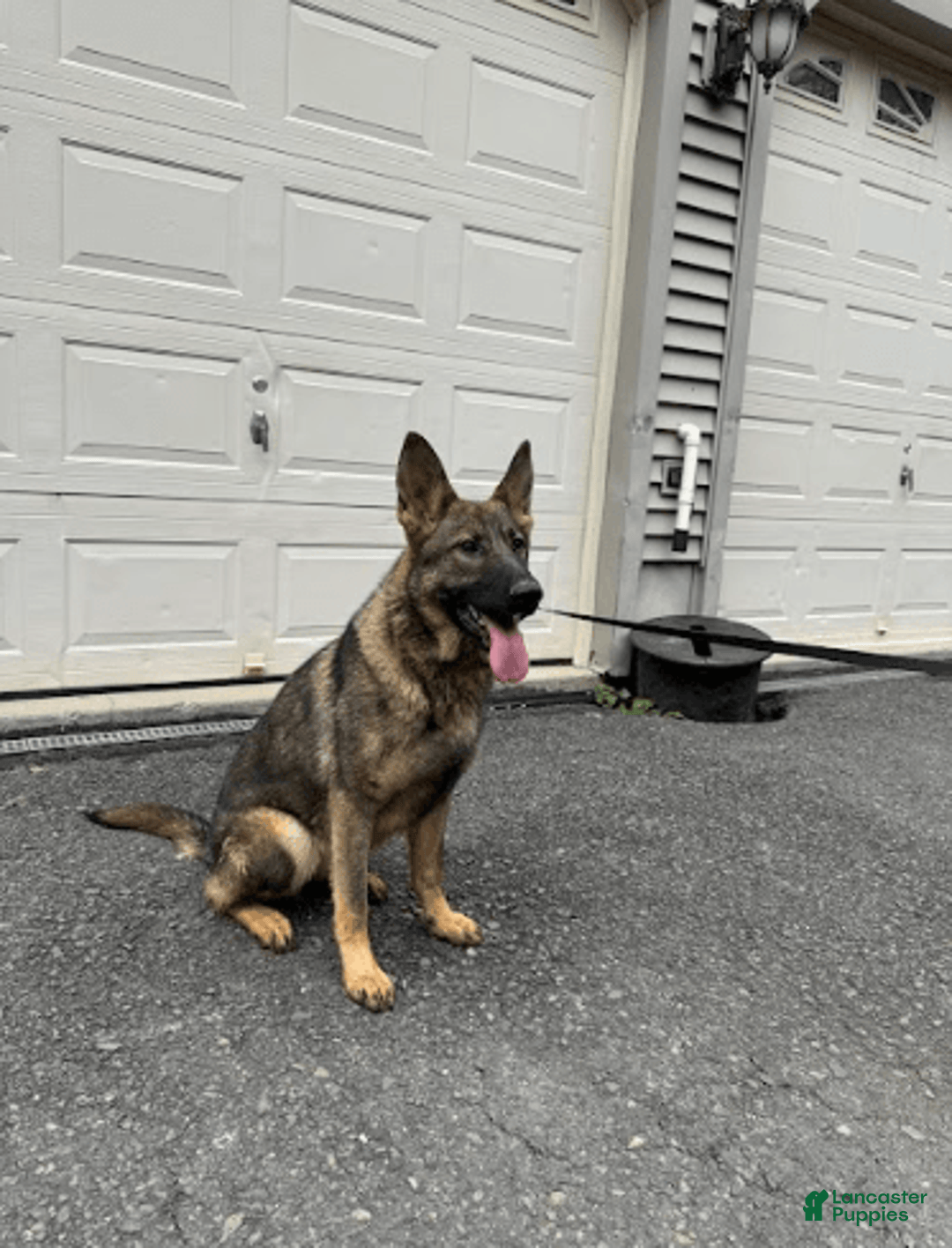 German Shepherd dogs for sale: Rosie - Image 2