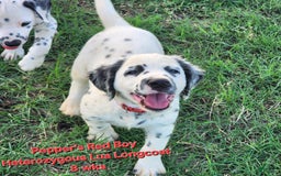 Dalmatian dogs for sale: Peppers Red Boy - Image 2