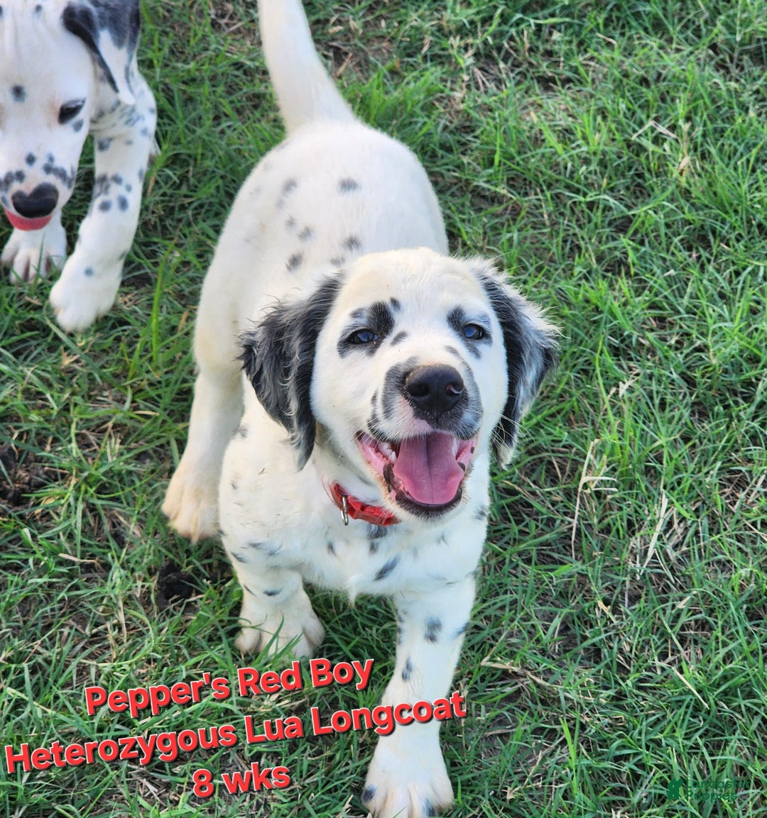 Dalmatian dogs for sale: Peppers Red Boy - Image 2