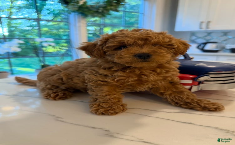 Toy Poodle dogs for sale - Ad 2