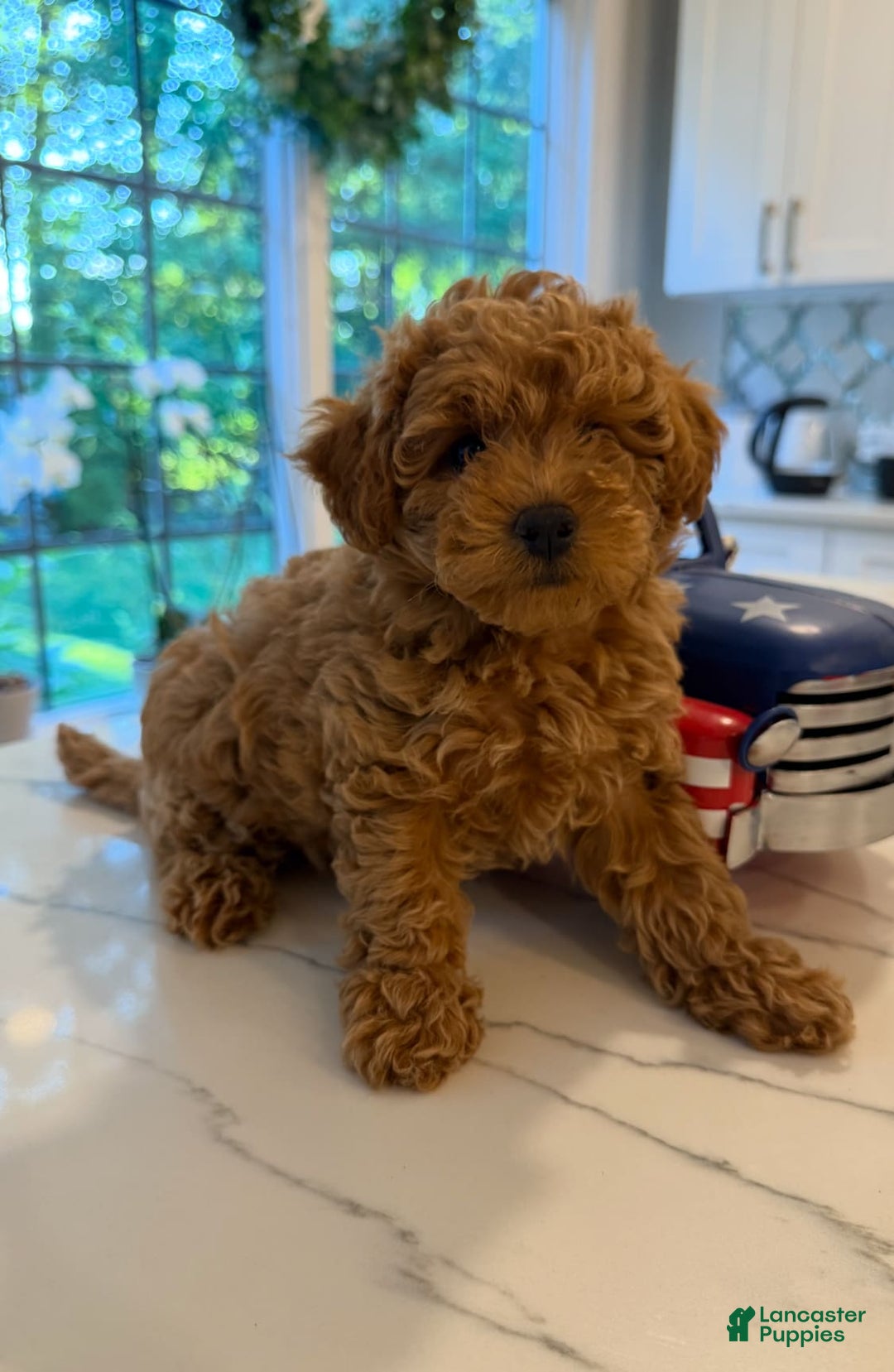 Toy Poodle dogs for sale: Lala - Image 1