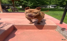 American Bully dogs for sale: Cleo - Image 6