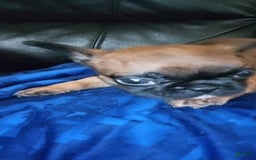 French Bulldog dogs for sale: Kit Kat - Image 1