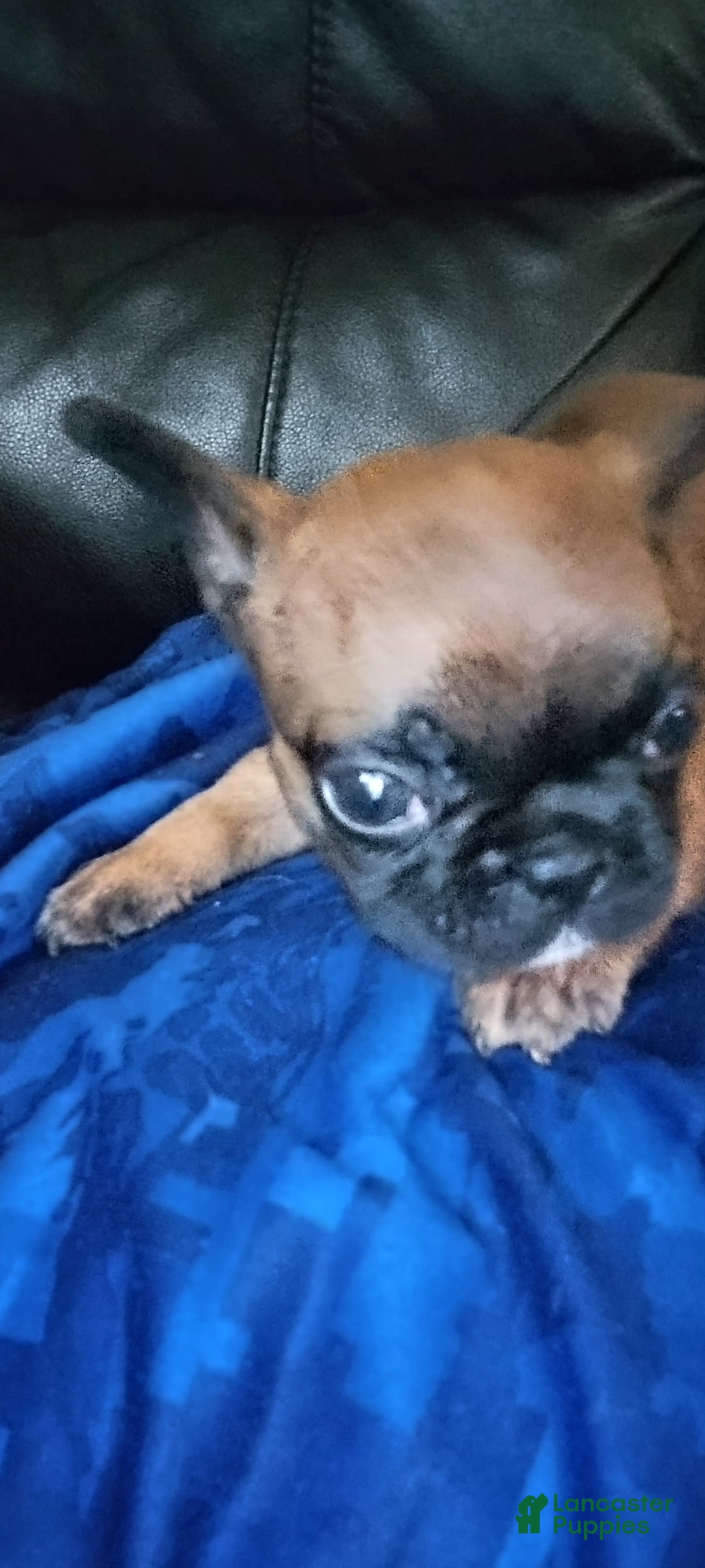 French Bulldog dogs for sale: Kit Kat - Image 1