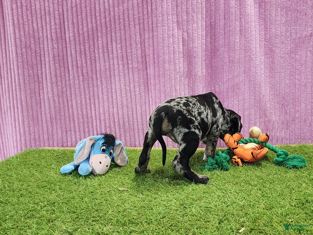 Catahoula Leopard Dog dogs for sale: Duchess 2025 Female 6 - Image 13