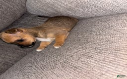 Morkie dogs for sale: Chloe - Image 3
